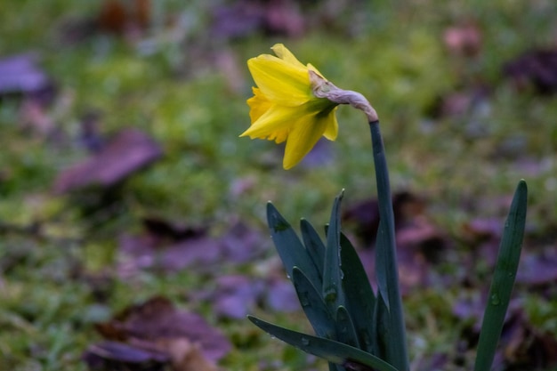 Flor amarilla