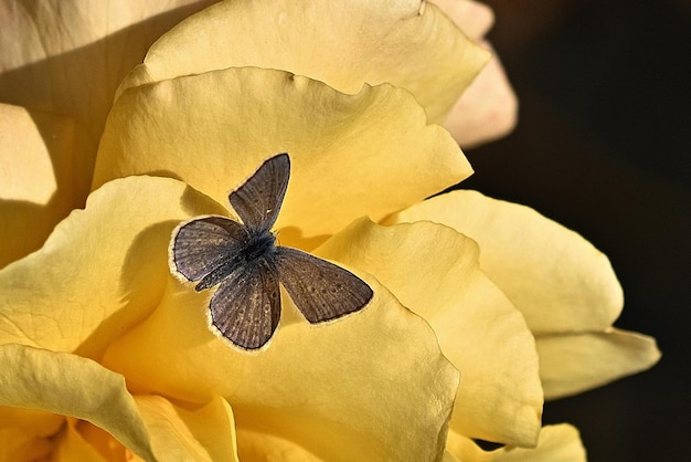 Flor amarilla