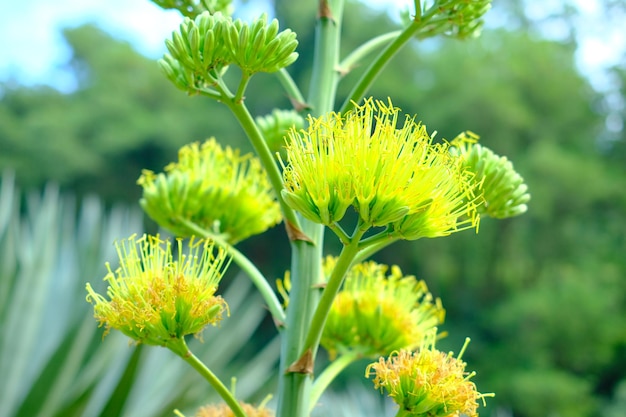 Foto flor amarilla