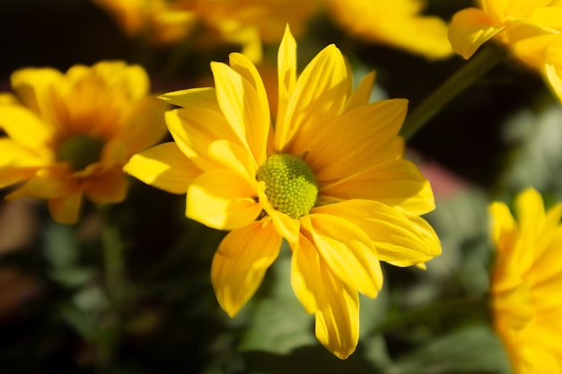 Flor Amarillo