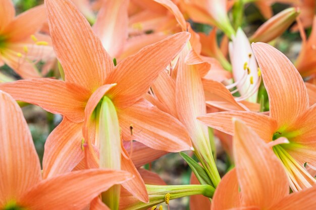 Flor de Amaryllis en flor.