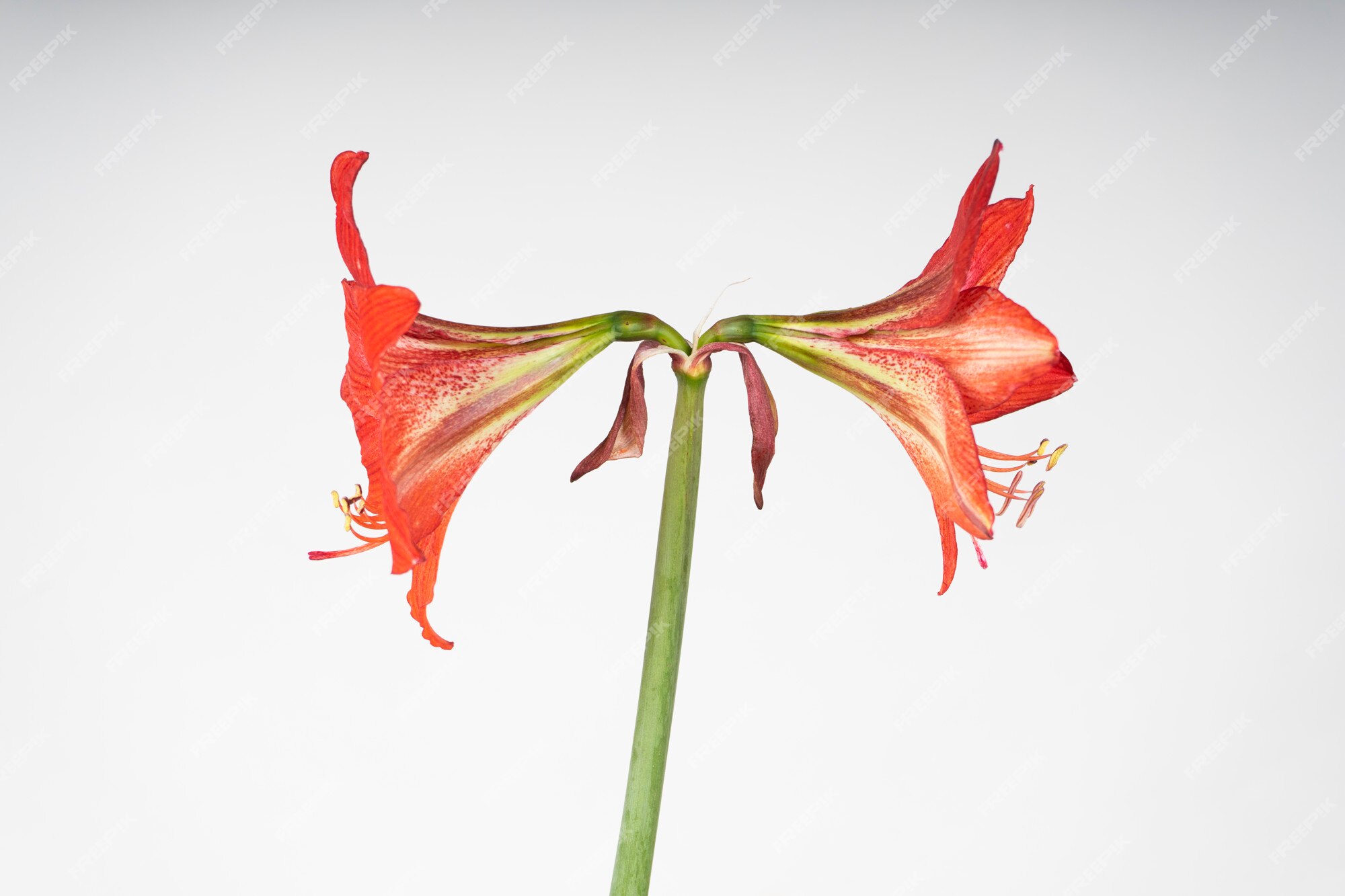 Flor de amaryllis de perfil, suegra y nuera. | Foto Premium