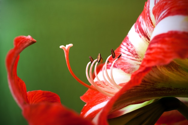 Flor de Amaryllis con pistilos y estambres.