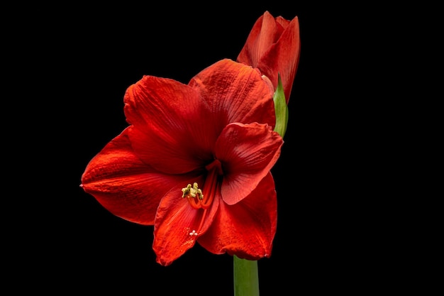 Flor de Amaryllis roja en flor aislada sobre fondo negro Hermosa flor de Navidad