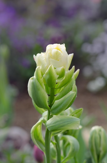 Flor con amplios pétalos verdes Viridiflora tulipanes o tulipanes verdes Jardín de primavera con tulipán verde Brooklyn Hermosa flor de tulipán de Brooklyn