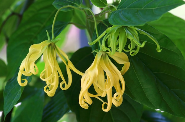 Flor anã ylang-ylang florescendo no jardim.