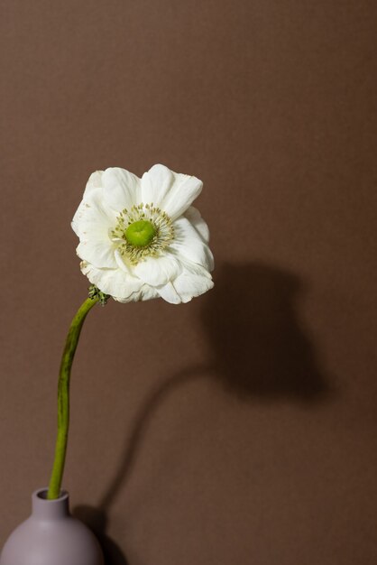 Flor de anémona blanca aislada en una pared marrón vista macro sombras oscuras verticales