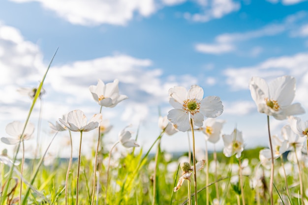 Flor de anémona blanca en un prado de primavera de hierba verde bajo el sol en un cielo azul con nubes