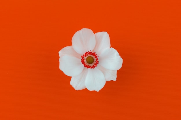 Flor de anémona blanca sobre un fondo naranja vista superior