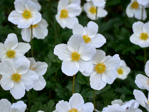 Flor de anémona blanca.