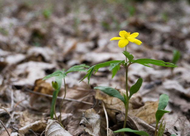 Flor de anémona de bosque amarillo en el parque de primavera