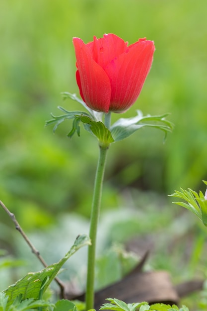 Flor de anémona de cierre rojo y follaje sobre fondo brillante.