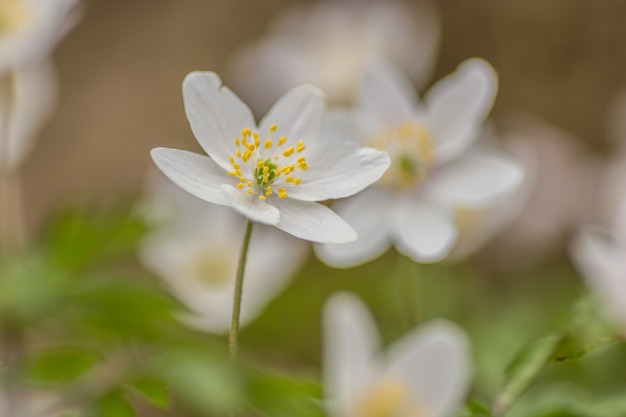 Flor de anémona de madera