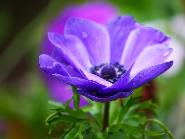 Flor de anémona morada