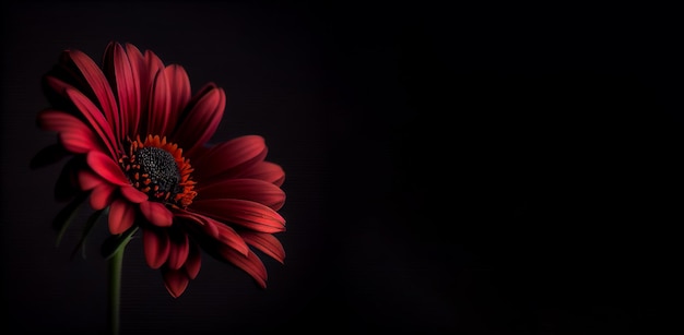 Flor de anémona rojo oscuro en fondo negro