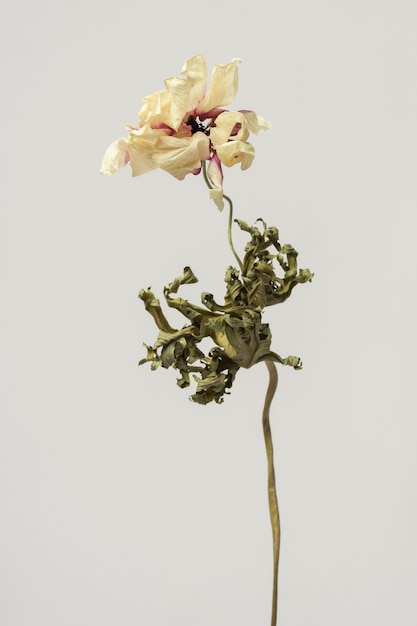Flor de anémona seca sobre un fondo gris