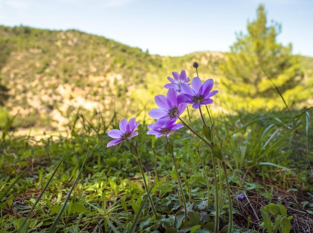 Flor Anemone coronaria en un día soleado en Grecia