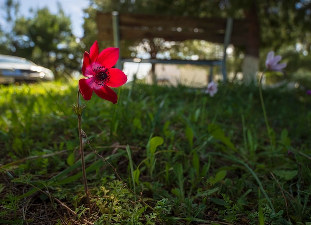 Flor Anemone coronaria en un día soleado en Grecia