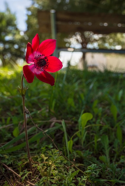 Flor Anemone coronaria em um dia ensolarado na Grécia