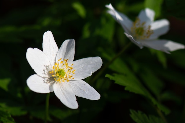 Flor de anemone nemorosa cerca del bosque