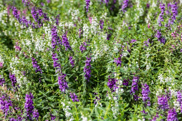 flor de angelonia púrpura y blanca en el jardín