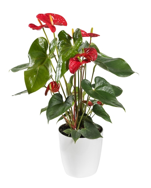 Flor de anthurium rojo brillante en maceta