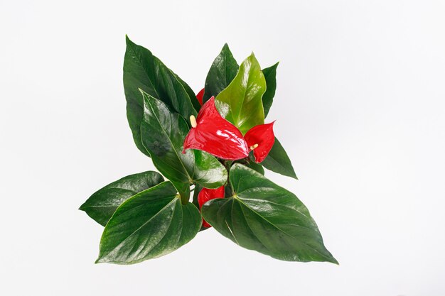 Flor de Anthurium rojo en una maceta sobre un fondo blanco aislar.