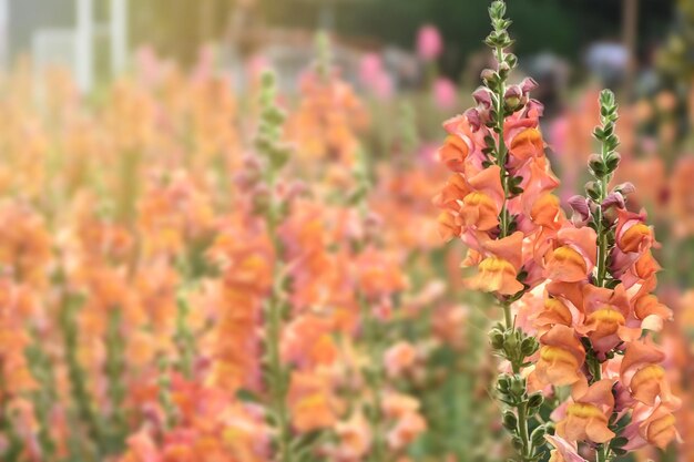 La flor de Antirrhinum la flor de Snapdragon en el jardín