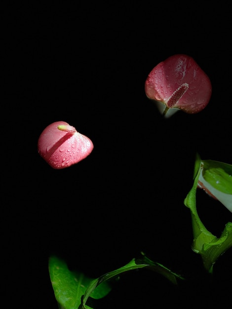 Flor de anturio planta de anthurium anthurium rosa rosa planta de flor tropical de anthurium