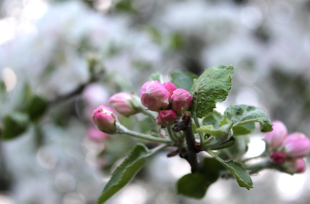 Flor de Apple en un jardín soleado sobre un fondo borroso