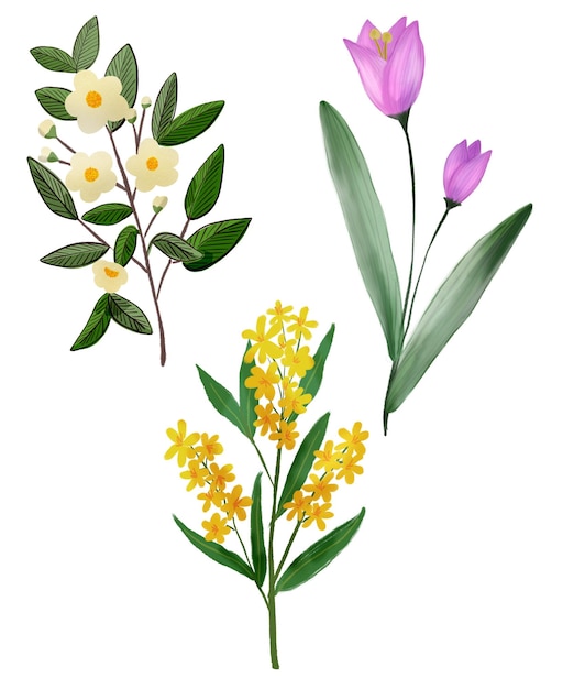 Flor aquarela desenho em design romântico Ilustração arte da flora rosa lírio dália tulipa