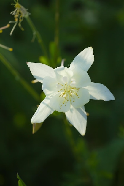 Flor de aquilegia en el jardín en el resplandor del sol poniente