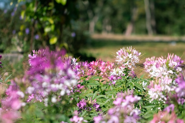 Flor de araña enfocada suave (Cleome hassleriana) en el jardín para el fondo.