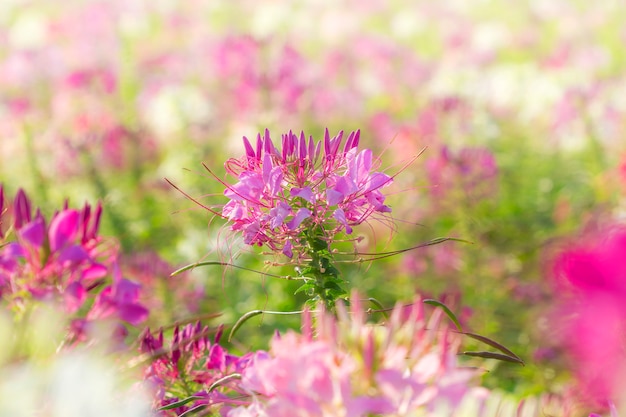 Flor de araña en el jardín (Cleome spinosa)