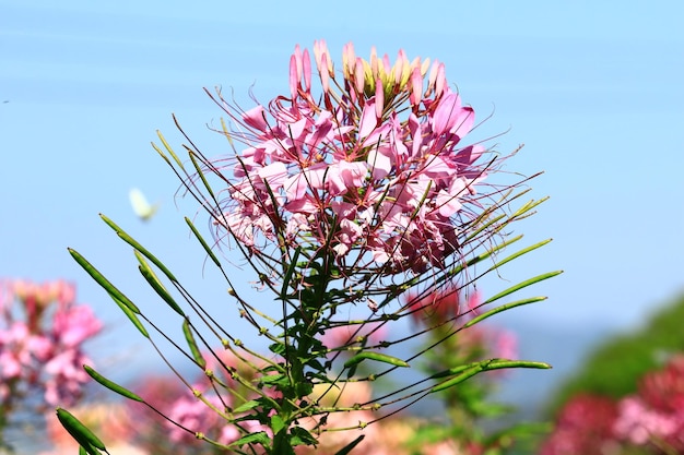 Flor de araña o Spiderflower espinoso o Cleome Hassleriana con fondo de cielo azul