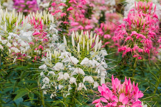 Flor de araña rosa y blanca (Cleome hassleriana)