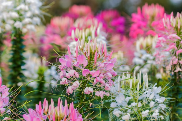 Flor de araña rosa y blanca (Cleome hassleriana)