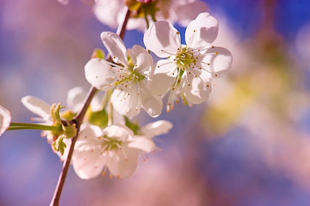 Foto flor del árbol de albaricoque con capullos que florecen en sptingtime, fondo floral retro vintage