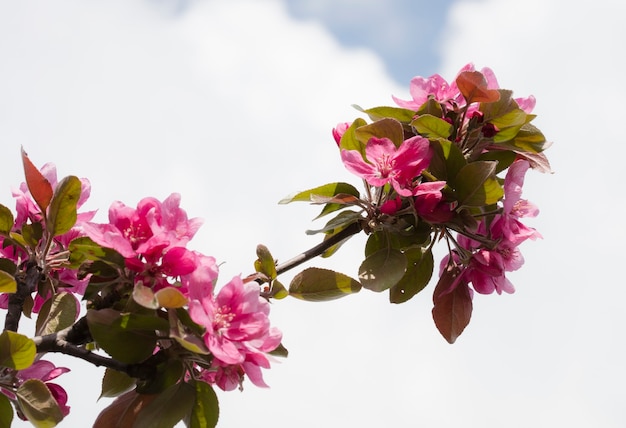 flor en el árbol, árbol en flor