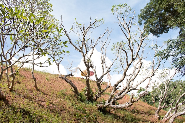 Foto flor del árbol frangipani en el fondo del cielo azul