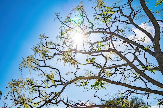 La flor del árbol frutal ambarella contra el cielo azul claro Spondias dulcis o ambarella en Vietnam se conoce con el nombre de Cay Coc, incluidas las plantas frutales