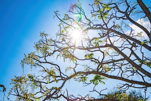 La flor del árbol frutal ambarella contra el cielo azul claro Spondias dulcis o ambarella en Vietnam se conoce con el nombre de Cay Coc, incluidas las plantas frutales