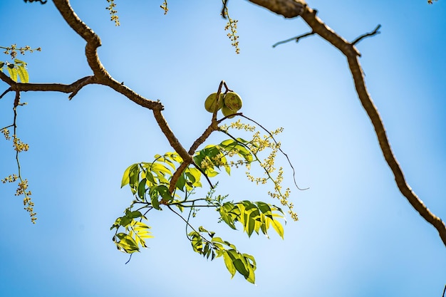 La flor del árbol frutal ambarella contra el cielo azul claro Spondias dulcis o ambarella en Vietnam se conoce con el nombre de Cay Coc, incluidas las plantas frutales