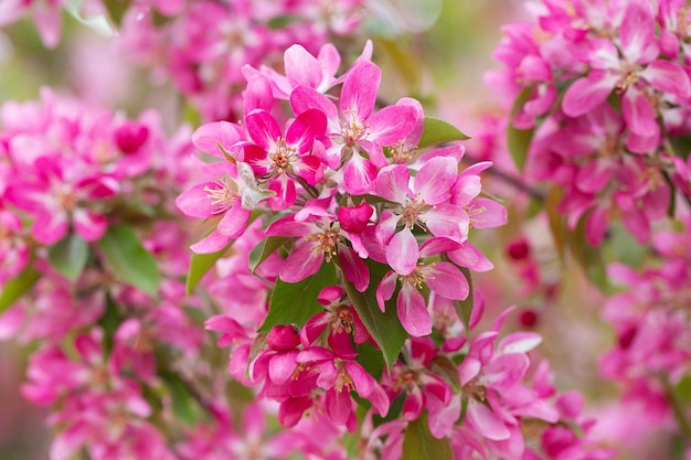 Flor de árbol frutal en primavera tiernas flores rosadas bañándose en la luz del sol clima cálido de abril Árbol floreciente en primavera internet banner de primavera fondo floral