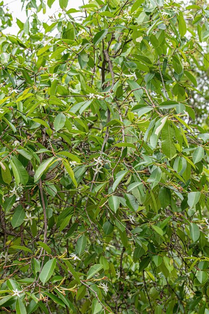 Flor del árbol llamado Mangaba