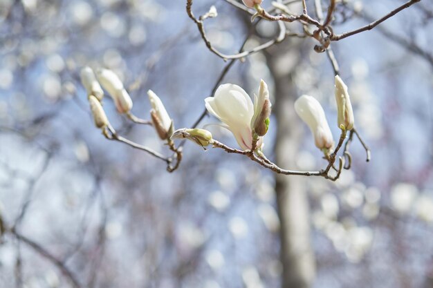 Flor de árbol de magnolia de cerca. tiempo de primavera Fondo de temporada con espacio de copia. Jardín botánico en abril. foto de alta calidad