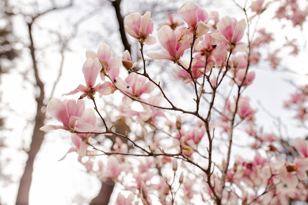 Flor de árbol de magnolia en primavera Perfect Spring Concept Antecedentes