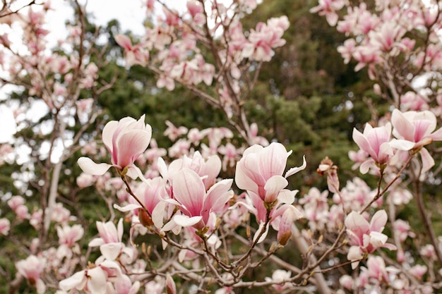 Flor de árbol de magnolia en primavera Perfect Spring Concept Antecedentes