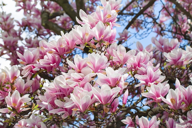 Flor de árbol de magnolia en primavera tiernas flores rosadas bañándose en la luz del sol cálido clima de mayo Árbol de magnolia floreciente en primavera banner de primavera de internet Fondo floral de primavera