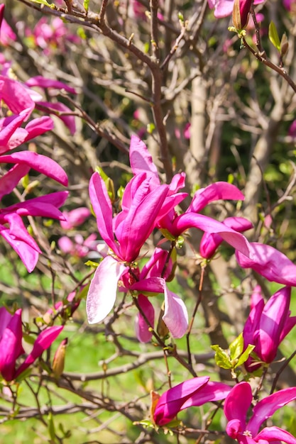 Flor de árbol de magnolia en primavera